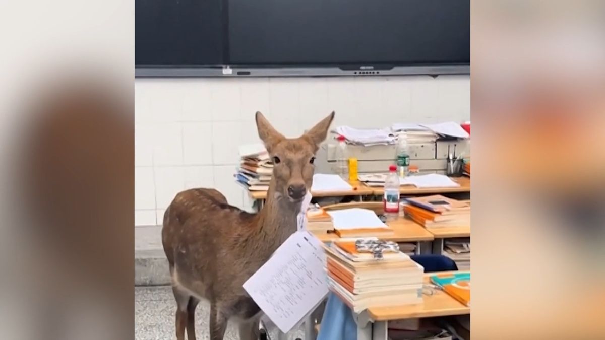 Do čínské školy nakráčela laňka a sežrala písemky